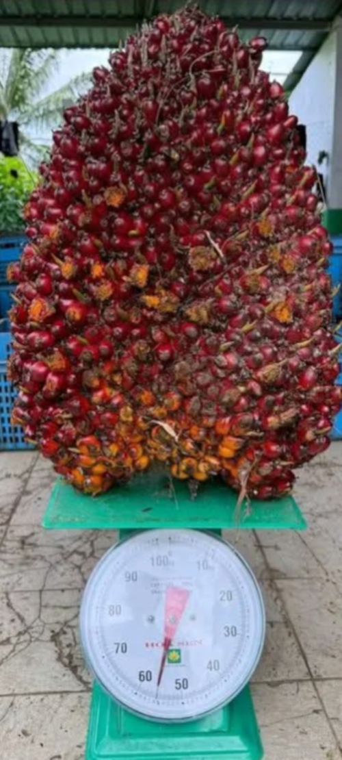 జనవరిలో పామాయిల్ గెలలు ధర పెంపు