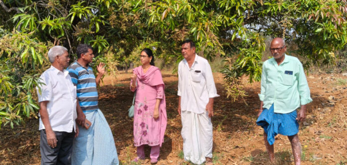Planofix should be used to prevent mango seeds from falling off.
