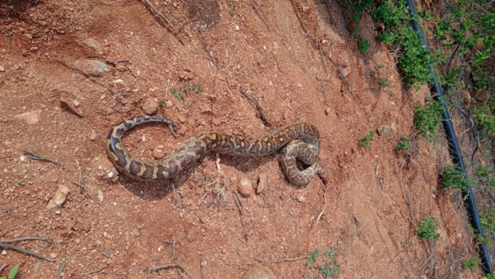 మాచాపూర్ లో కొండచిలువ కలకలం
