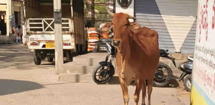 Thugs steal temple's livestock treasures