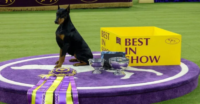 Damerman dog 'Penny' wins Westminster show