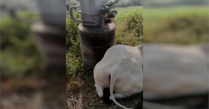 Bull dies from electric shock