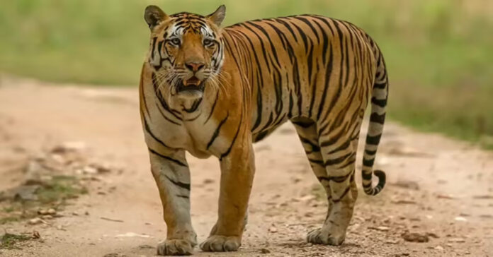 Tigers roam in Yadadri and Bhuvanagiri districts.