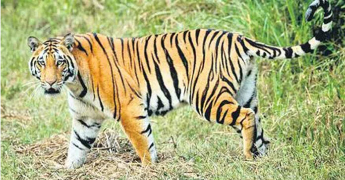 పెద్దపులి సంచారం