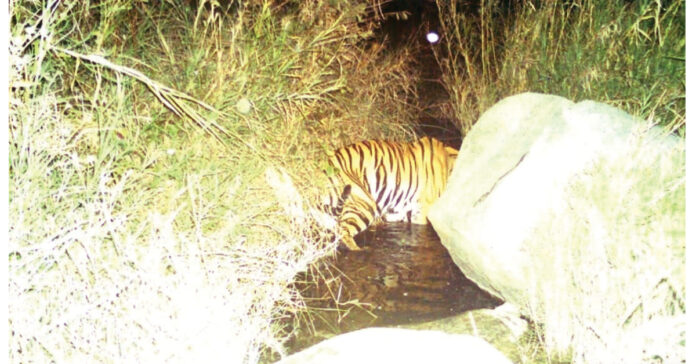 Tiger roaming in the state