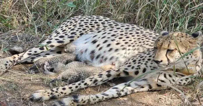 కునో పార్కులో మూడు పిల్లలకు జన్మనిచ్చిన చీతా