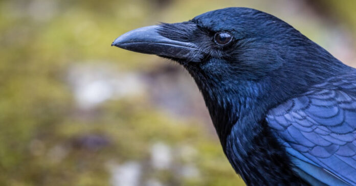 More than 150 crows die, bird flu confirmed