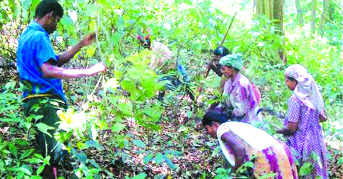 Collection of forest products has declined.