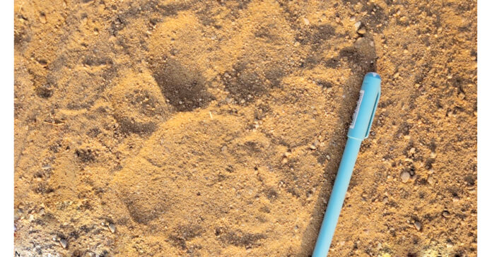 Tiger tracks near Arepalli