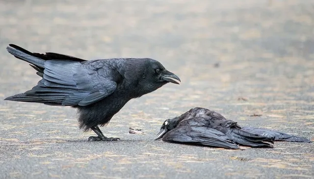 భయపెడుతున్న బర్డ్ ఫ్లూ.. 1500కి పైగా కాకులు మృతి