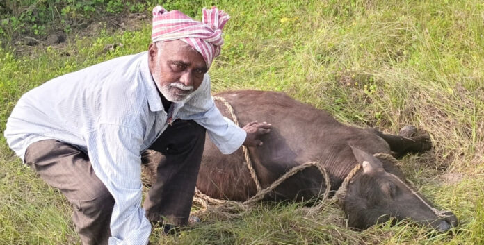 A cow died from a snake bite.