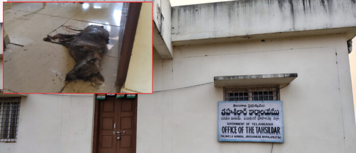 గవర్నమెంట్ ఆఫీసులో కుక్క చచ్చిపోతే పట్టించుకునే నాధుడే లేడు