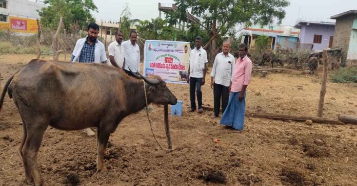 Strengthening livestock farming with vaccines to prevent rabies