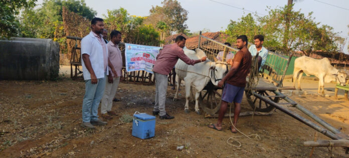 దేవరాంపల్లిలో గాలికుంటు వ్యాధి నివారణ టీకాలు