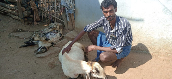 Two sheep killed in dog attack