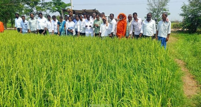 పంటల పరిశీలన చేసిన జిల్లా వ్యవసాయ అధికారి