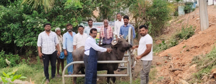 పశు వైద్య శిబిరంలో గర్భకోశ వ్యాధుల నిర్ధారణ చికిత్సలు