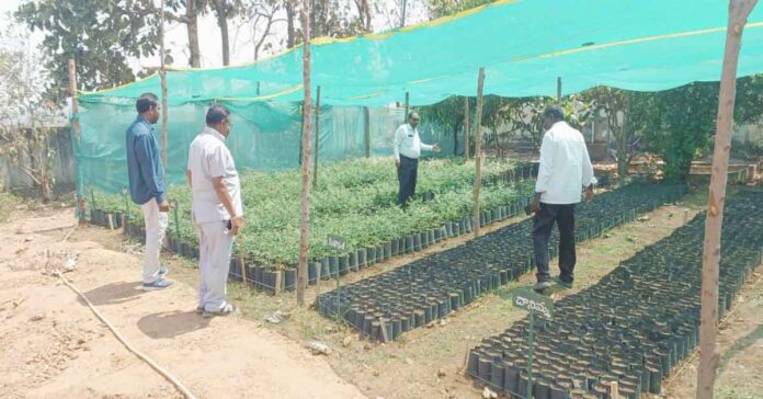 Steps should be taken to protect plants in the nursery.