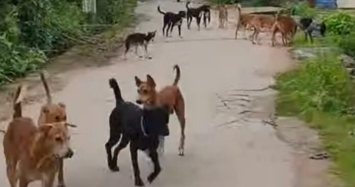 Dogs roaming freely in Jannaram Mandal