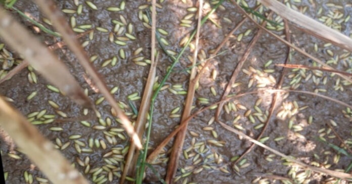 Hailstorms.. hailstorms