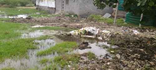 ఆవాసాల మధ్య చికెన్, లైవ్ షిప్ సెంటర్