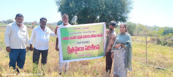 MAO Maheshwari inspects the peanut crop