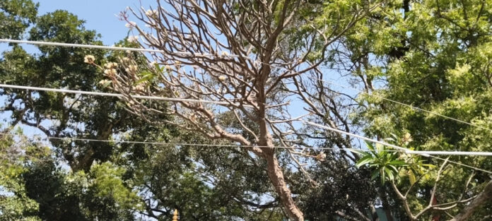 చెట్లపై పడిన విద్యుత్ వైర్లు
