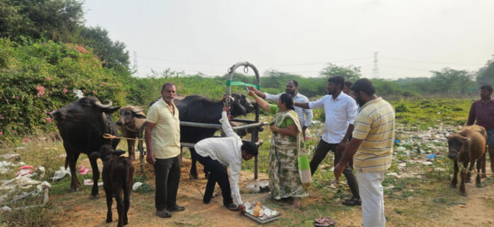 Livestock should be vaccinated against rabies