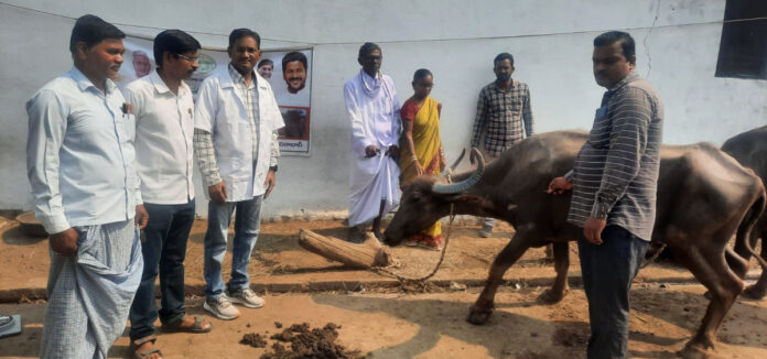 Distribution of anthrax vaccines to livestock