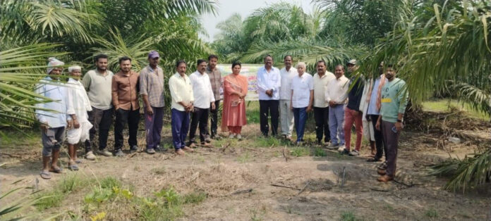 Farmers should take precautions while cultivating oil palm trees