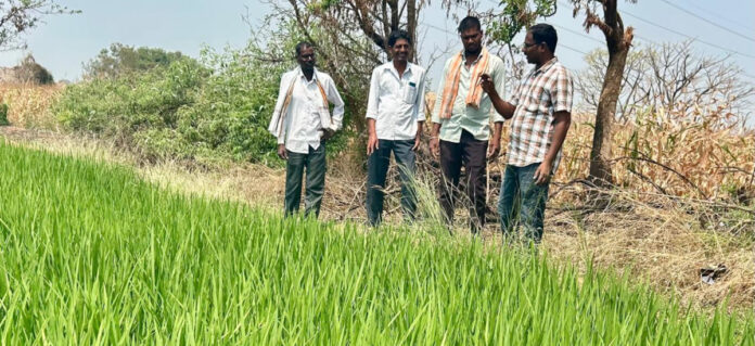 పారాక్వాట్ బదులుగా గ్లూఫోసినేట్ అమ్మోనియం