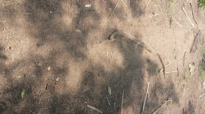 కొండచిలువను హతమార్చిన రైతులు