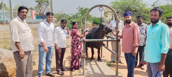 అనాజిపూర్లో పశువులకు గాలికుంటు టీకాలు..