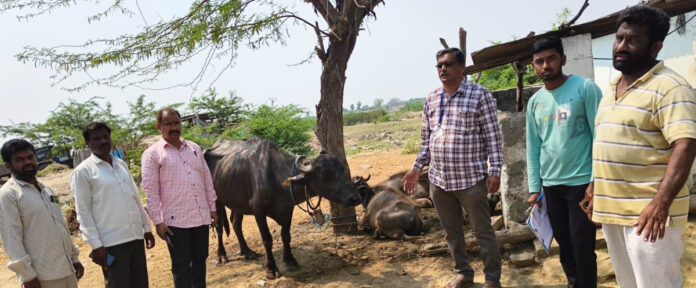 గాలికుంటు వ్యాధి నివారణ టీకాల పరిశీలన