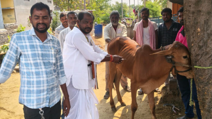 ఎఫ్ఎండి వ్యాక్సినేషన్ ను ప్రారంభించిన సర్పంచ్