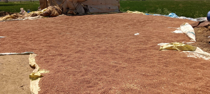 శనగ కొనుగోలు కేంద్రాలు ఏర్పాటు చేయాలి