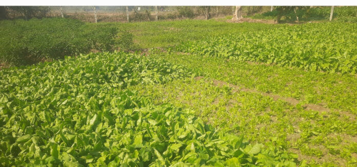 కూరగాయల సాగుతో లాభాలు బాగు..