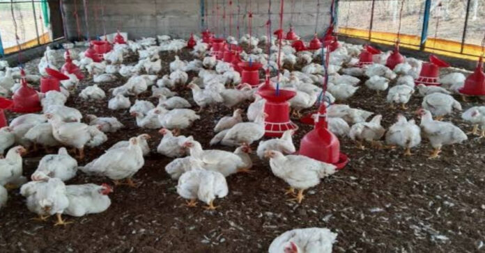 The chicken that climbed the hill...the egg is a damal.!