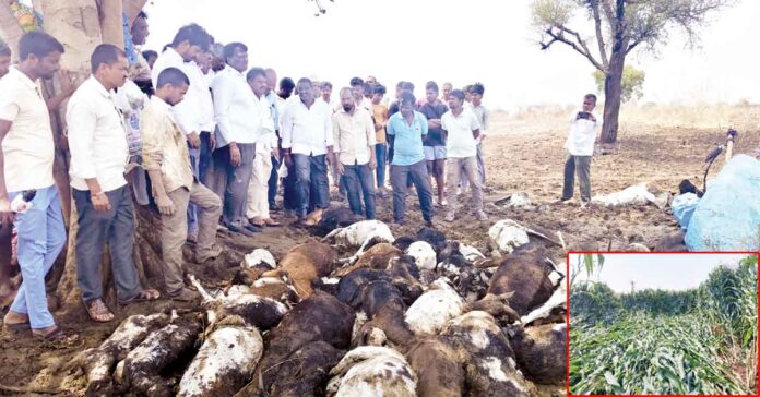 Hardships Caused by Hailstorms