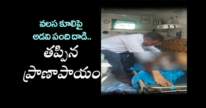 వలస కూలిపై అడవి పంది దాడి..