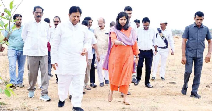 Oil Palm: A Profitable Crop for Farmers