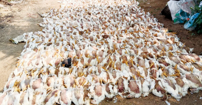 'Virus' terrorizing the poultry industry!