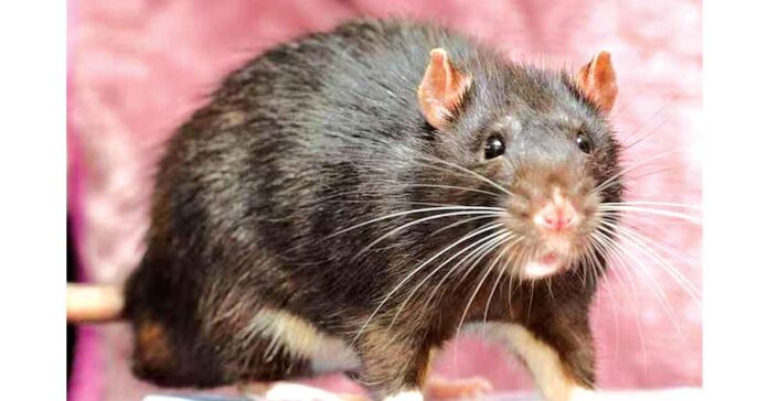 కేయూ మహిళా హాస్టల్లో ఎలుకల వీరంగం