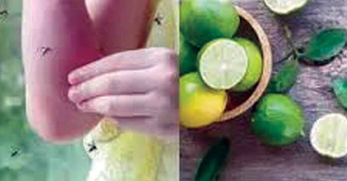 దోమల నివారణకు…