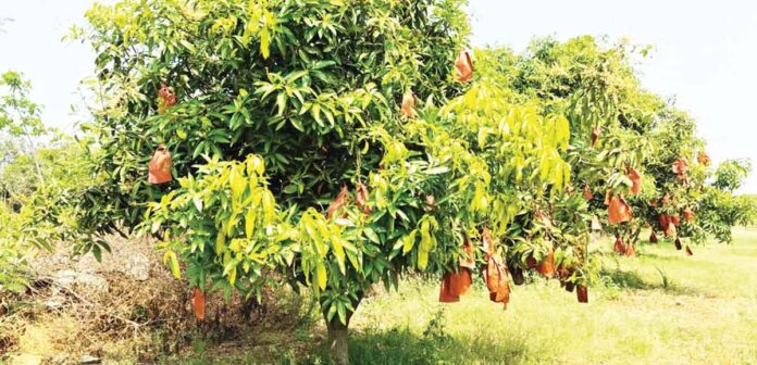 మామిడికి రక్షణ ‘కవర్లు’