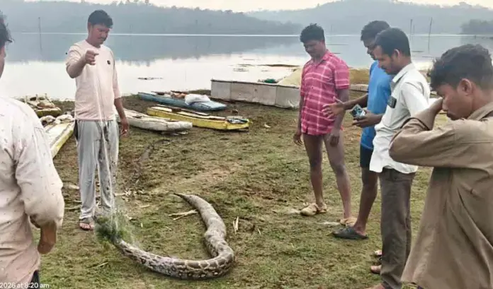 వలలో చిక్కుకుని భారీ కొండ చిలువ మృతి..