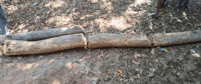 Illegal felling of teak trees in Thatlavai forest area