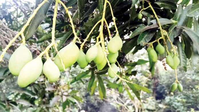 మామిడి రైతు డీలా