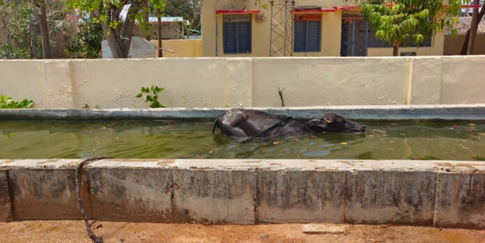 పంచాయతీ ముందు ఇలానే ఉంటే ఊరంతా పరిస్థితి ఎలా.?