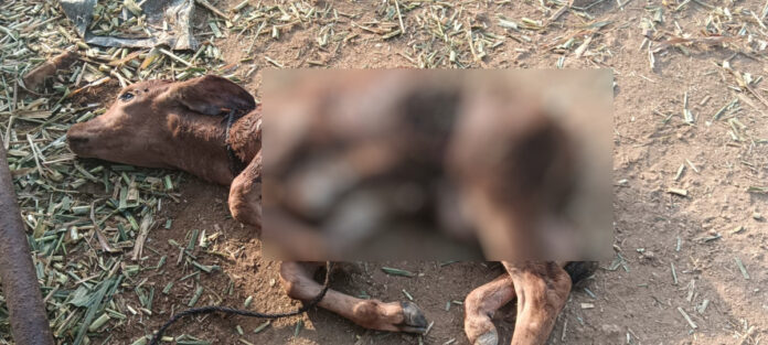 A calf dies in a stray dog ​​attack